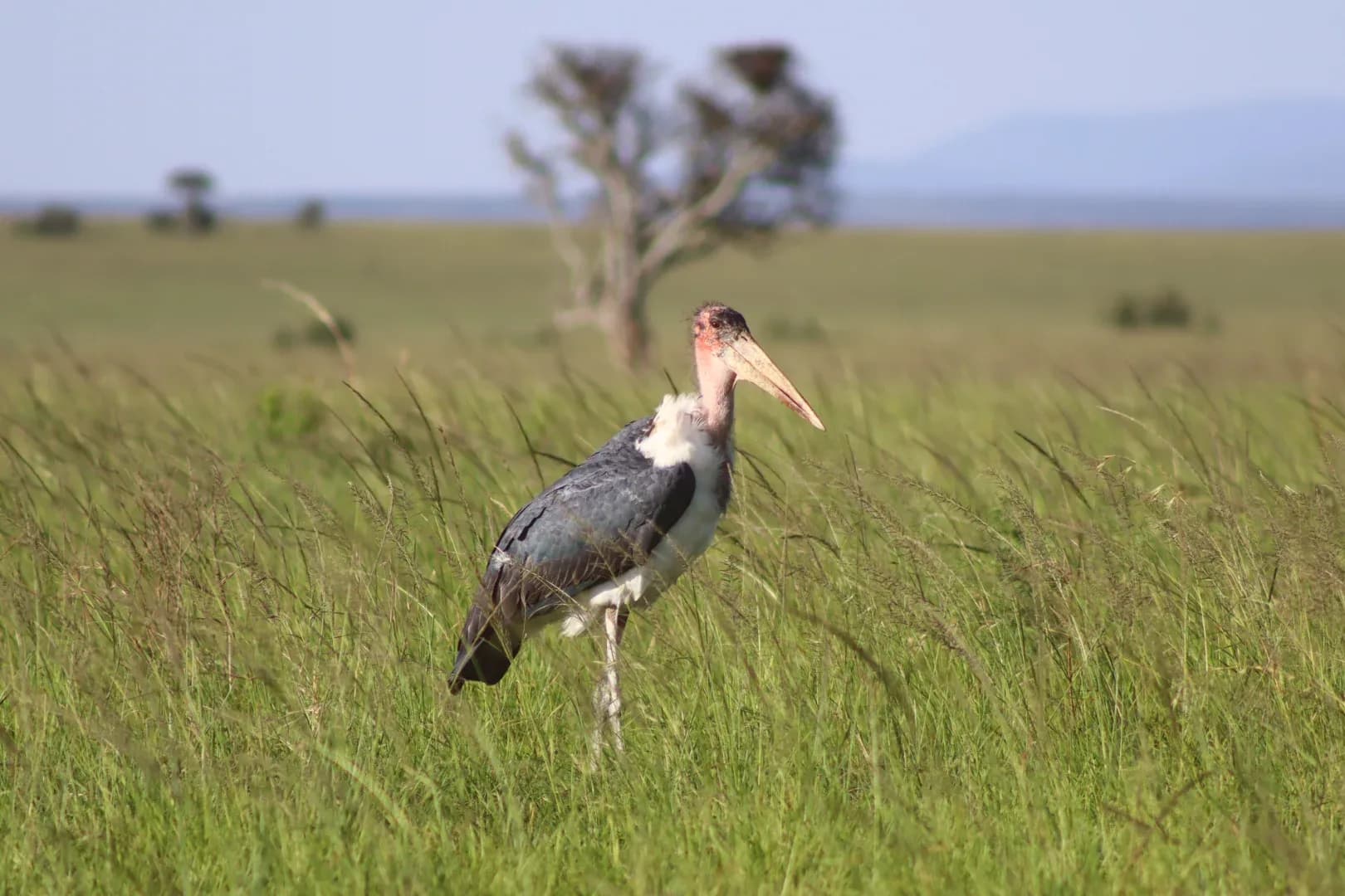 3 Days Masai Mara Fascinating Safari Adventure photo 15