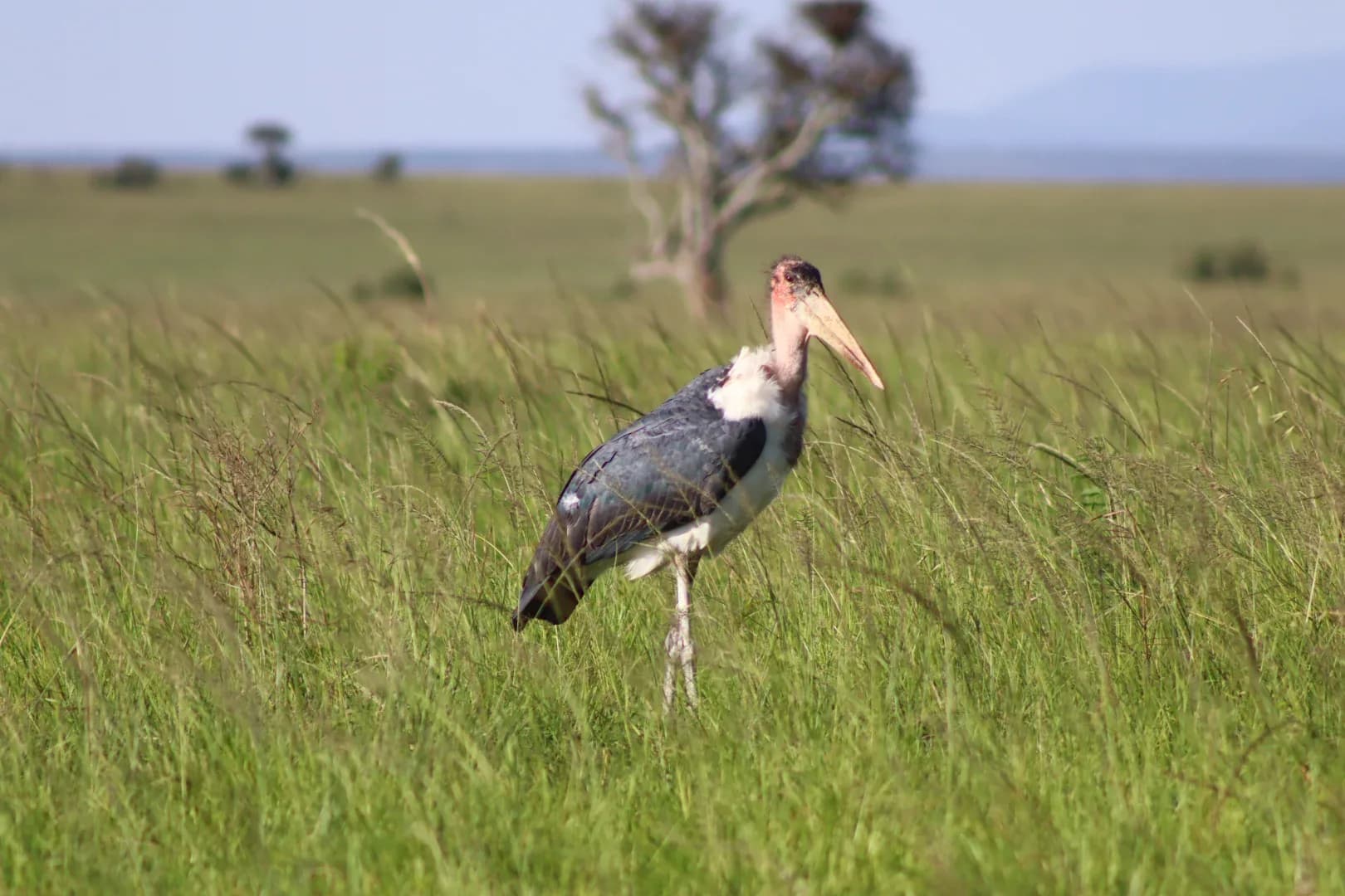 3 Days Masai Mara Fascinating Safari Adventure photo 16