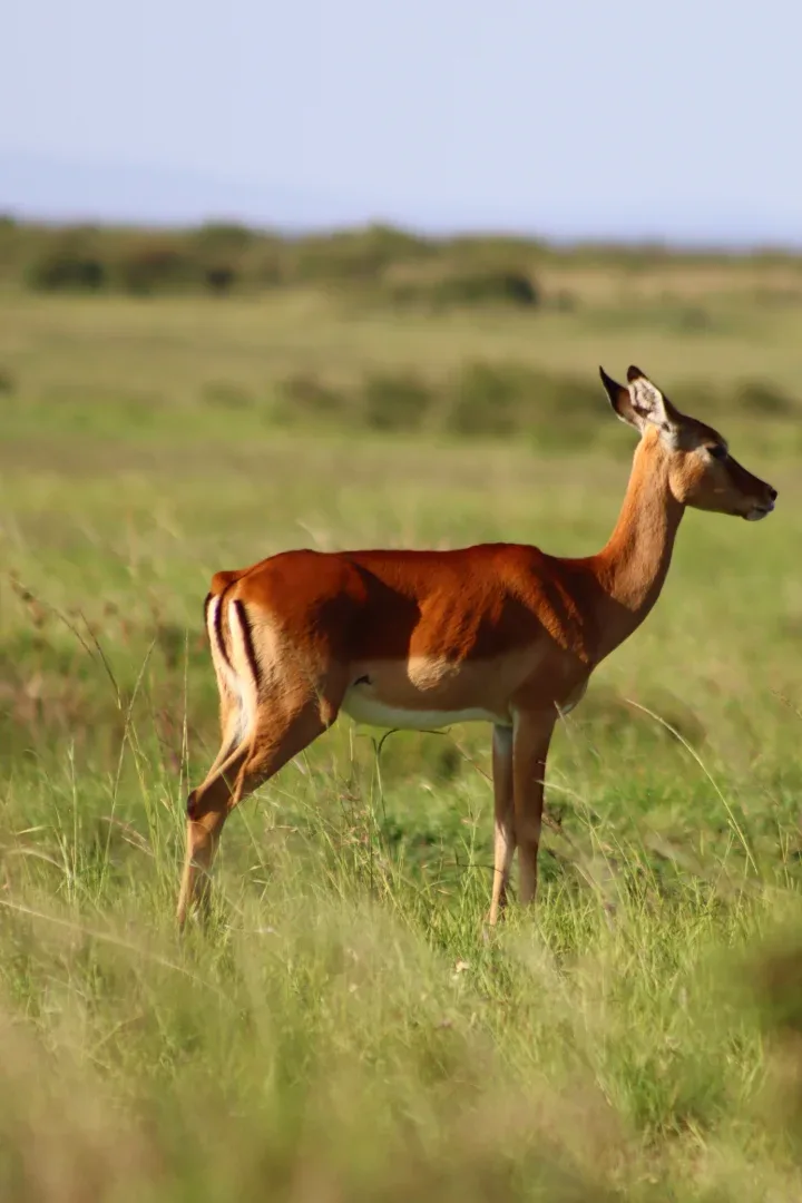 3 Days Masai Mara Fascinating Safari Adventure photo 17
