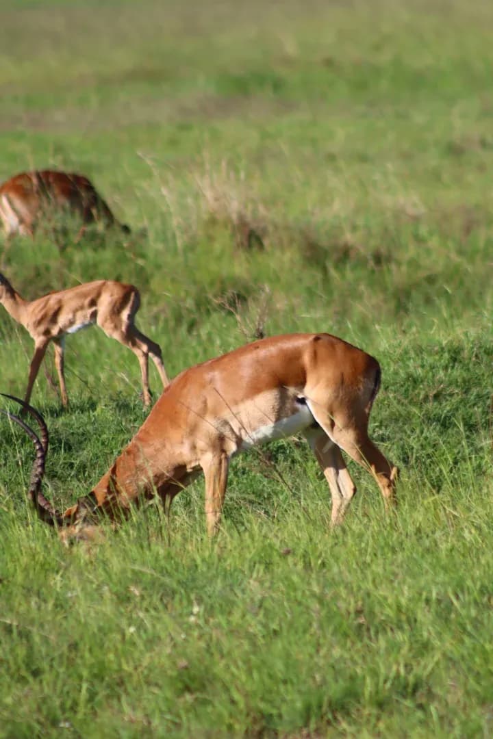 3 Days Masai Mara Fascinating Safari Adventure photo 18