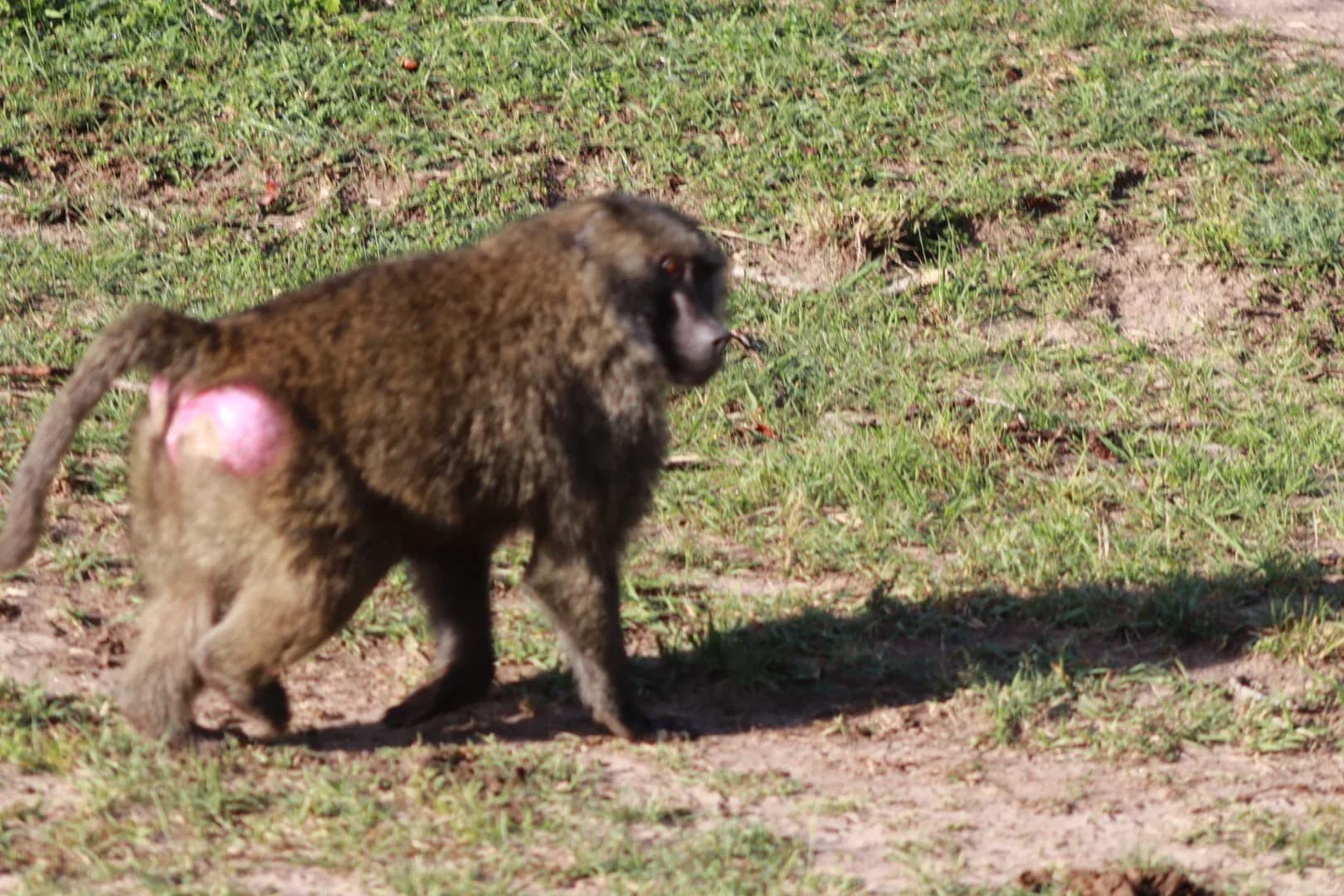 3 Days Masai Mara Fascinating Safari Adventure photo 20
