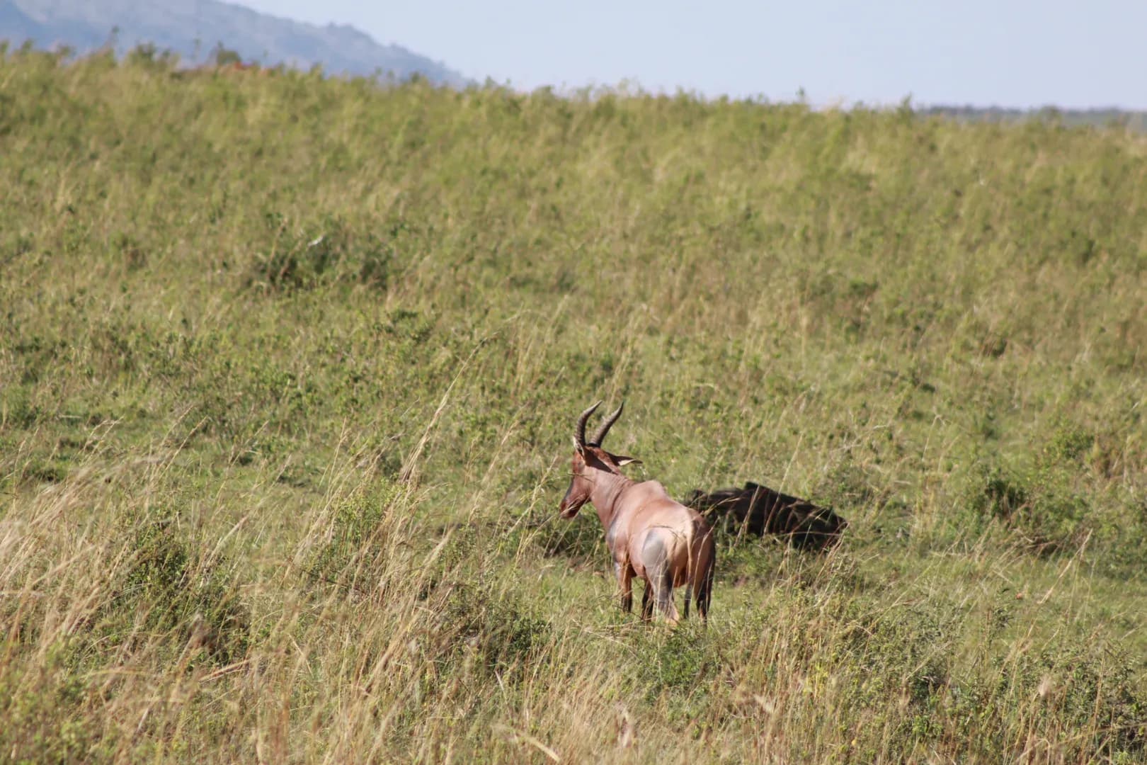 6 Days Lake Nakuru, Masai Mara, Lake Naivasha & Amboseli Safari photo 1