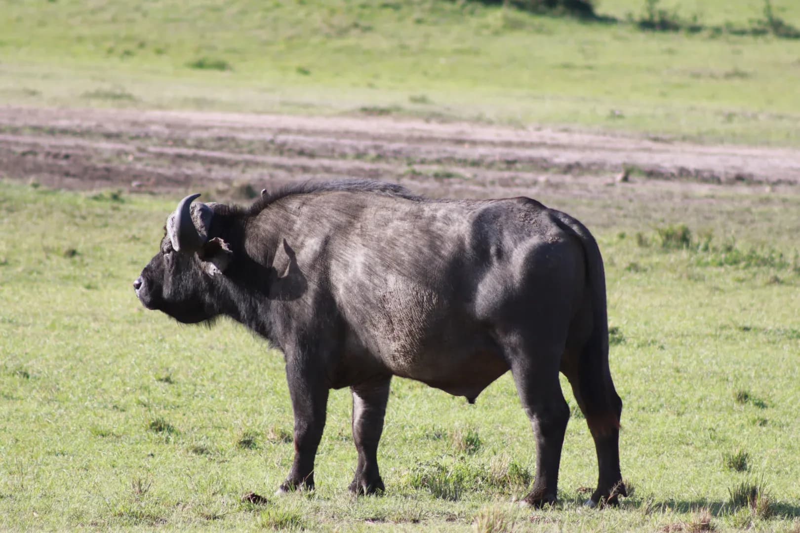 3 days Masai mara fascinating safari Adveture photo 2