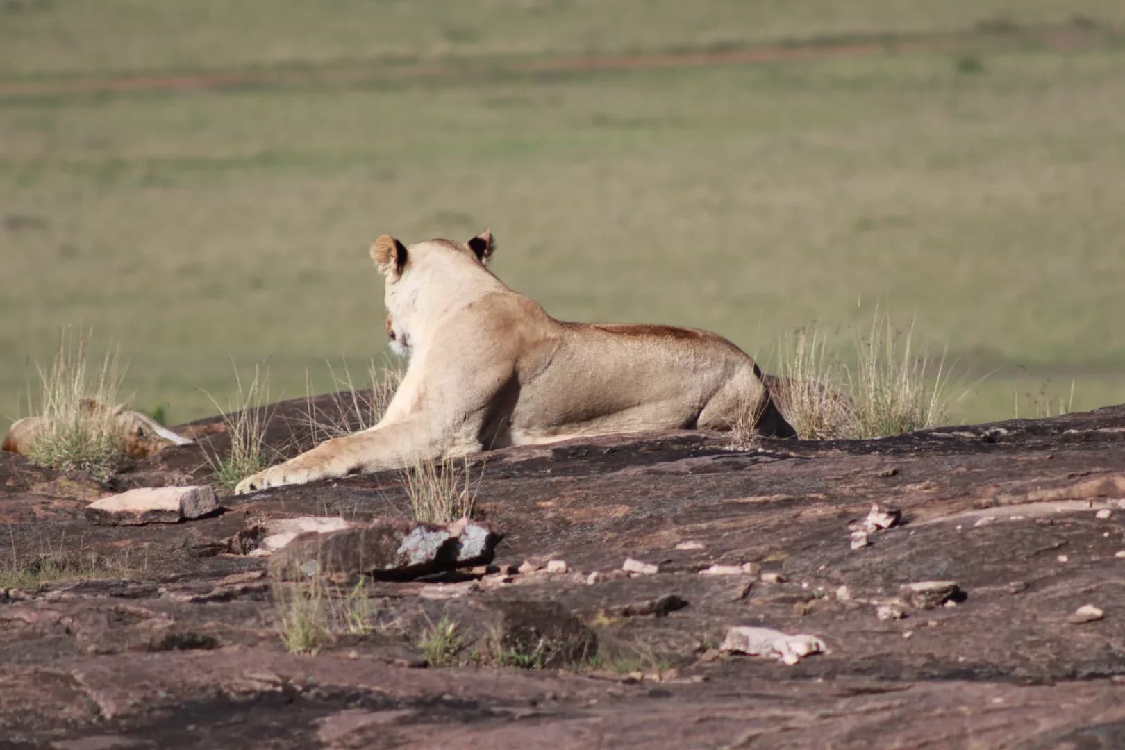 3 days Masai mara fascinating safari Adveture photo 5