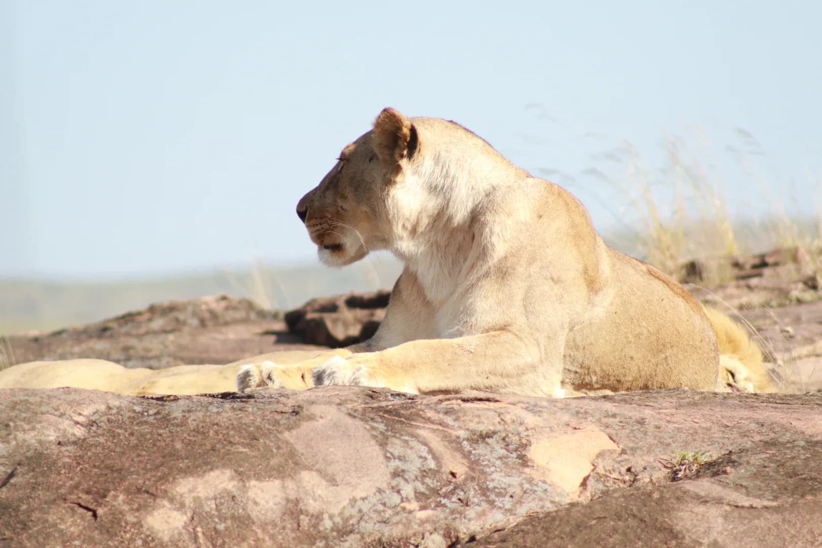 5 Days Lake Nakuru, Masai Mara & Lake Naivasha Safari photo 1