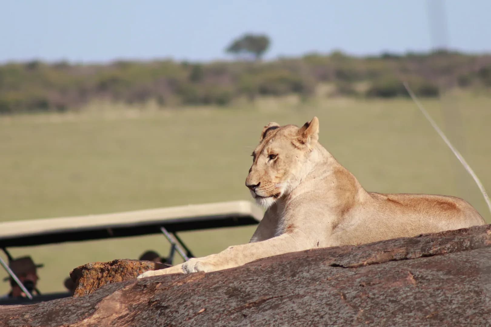 5 Days Lake Nakuru, Masai Mara & Lake Naivasha Safari photo 2