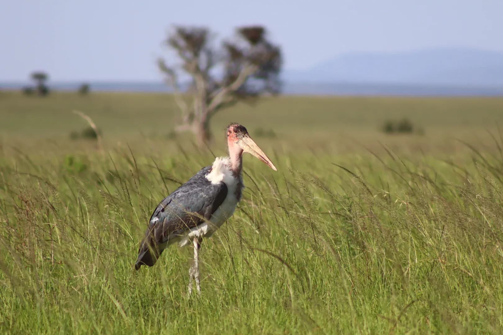 5 Days Lake Nakuru, Masai Mara & Lake Naivasha Safari photo 6