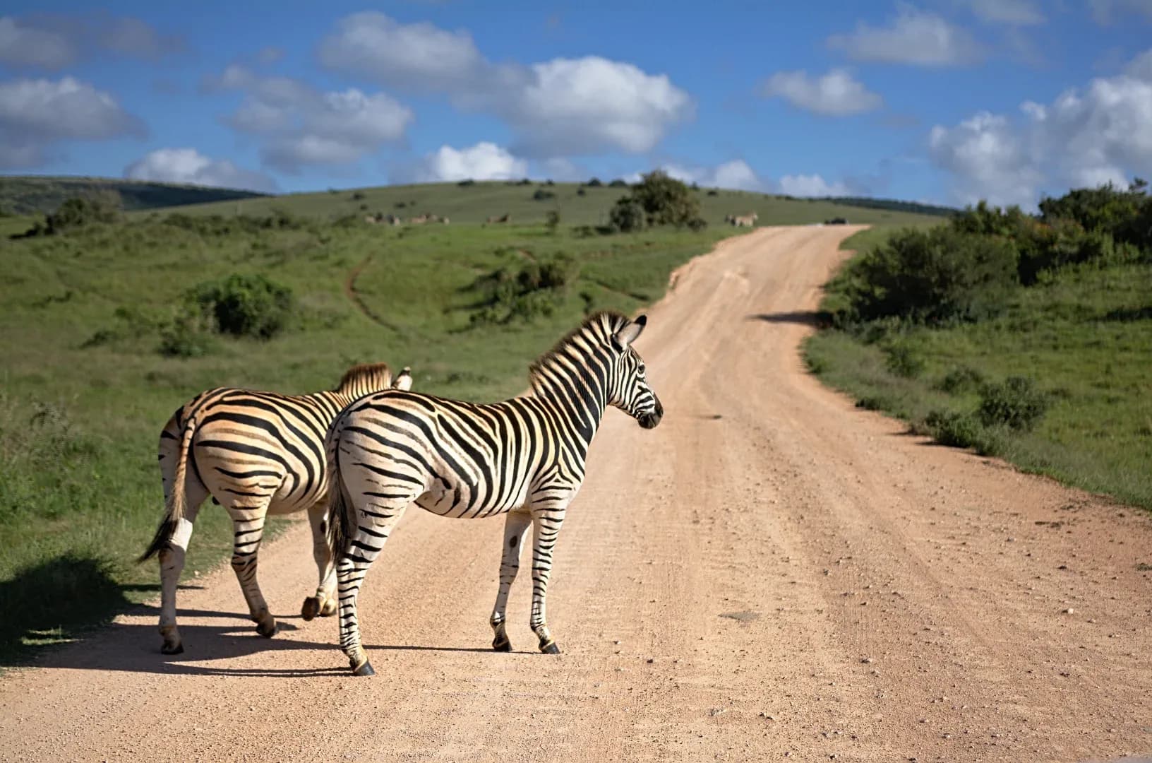 Splendid Tanzania Safari photo 3