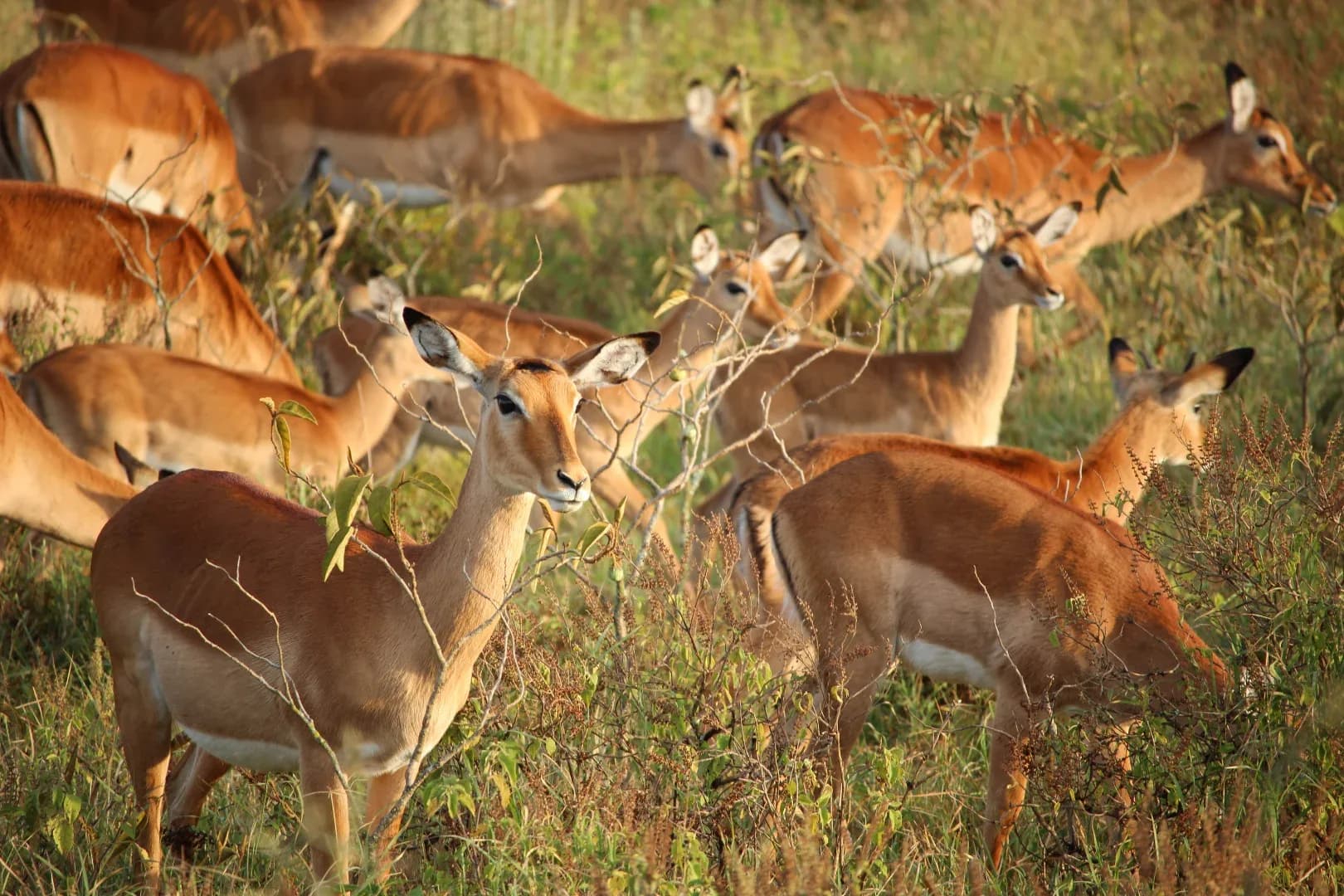 Splendid Tanzania Safari photo 6