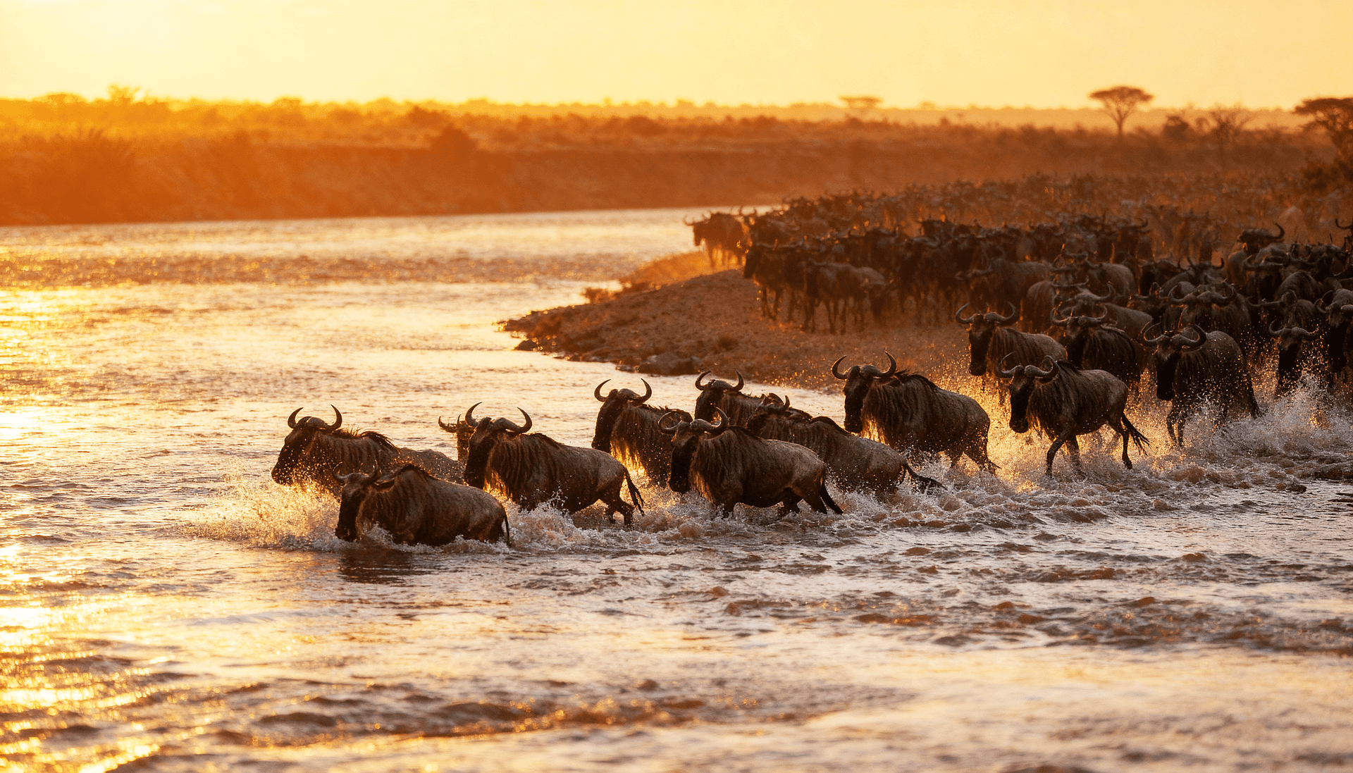 Great Migration Safari photo 1